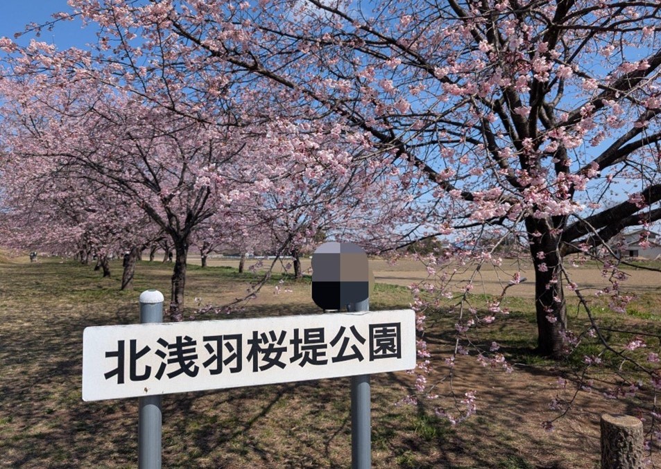 埼玉・坂戸市で「坂戸にっさい桜まつり」3/14日～スタート！