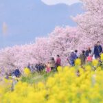 南足柄で、早咲きの桜「春めき桜」が見頃！発祥の地を鮮やかに彩る