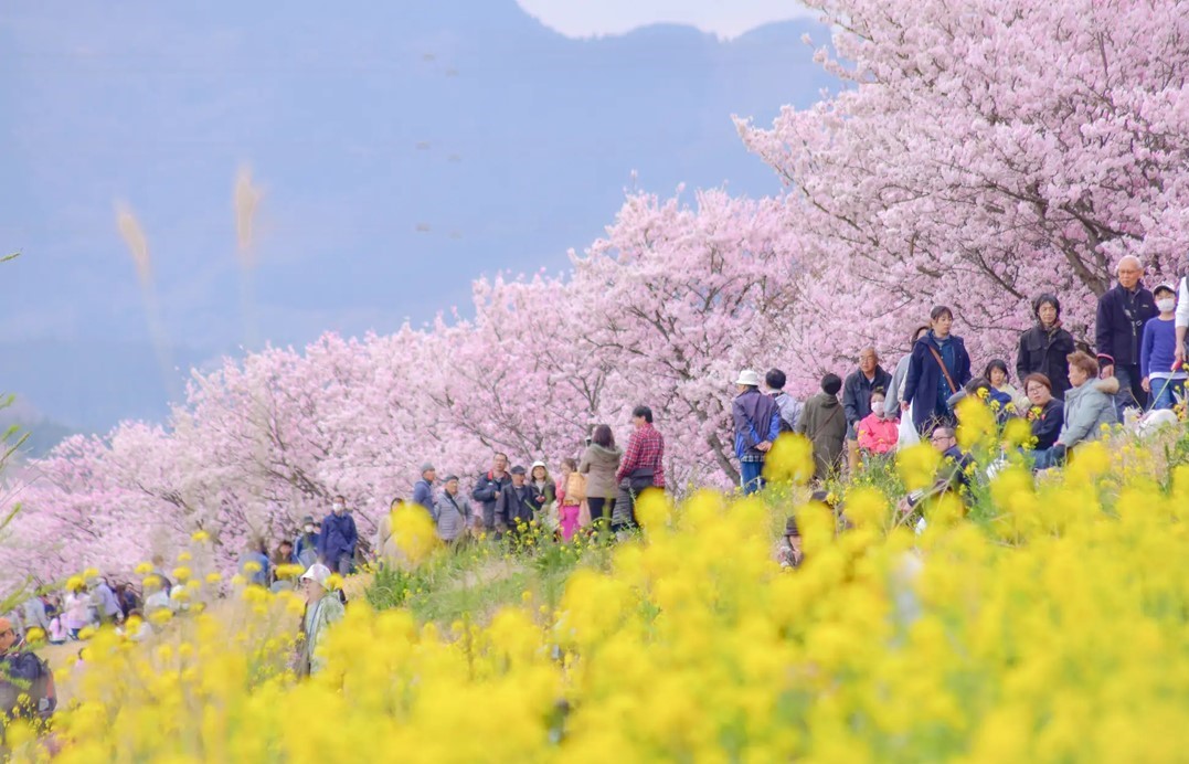 南足柄で、早咲きの桜「春めき桜」が見頃！発祥の地を鮮やかに彩る