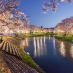 奈良の桜の名所「宇陀川桜並木」で、3月28日（土）からライトアップ！