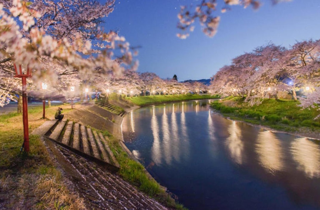 奈良の桜の名所「宇陀川桜並木」で、3月28日（土）からライトアップ！