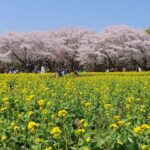 国営昭和記念公園で「フラワーフェス2026」3月20日から開催！