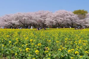 国営昭和記念公園で「フラワーフェス2026」3月20日から開催!