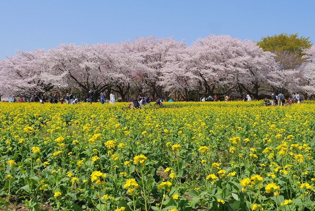 国営昭和記念公園で「フラワーフェス2026」3月20日から開催！