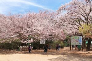 日本さくら名所100選、千葉・清水公園で「さくらまつり」開催！3/14日～
