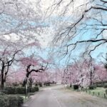 調布市・神代植物公園で「さくらまつり」が始まる！3/20日～