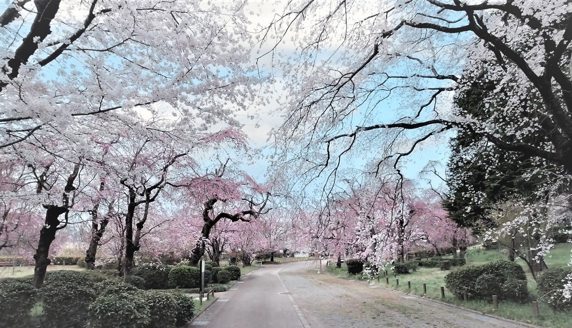 調布市・神代植物公園で「さくらまつり」が始まる!3/20日~