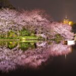 横浜・三溪園で「桜ライトアップ」幻想的な日本庭園で夜散歩！3/27日～