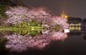 横浜・三溪園で「桜ライトアップ」幻想的な日本庭園で夜散歩！3/27日～