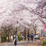 埼玉・鶴ヶ島市で「鶴ヶ島桜まつり」3/20日～　夜にはライトアップも