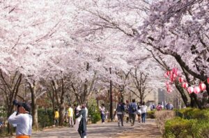 埼玉・鶴ヶ島市で「鶴ヶ島桜まつり」3/20日～　夜にはライトアップも