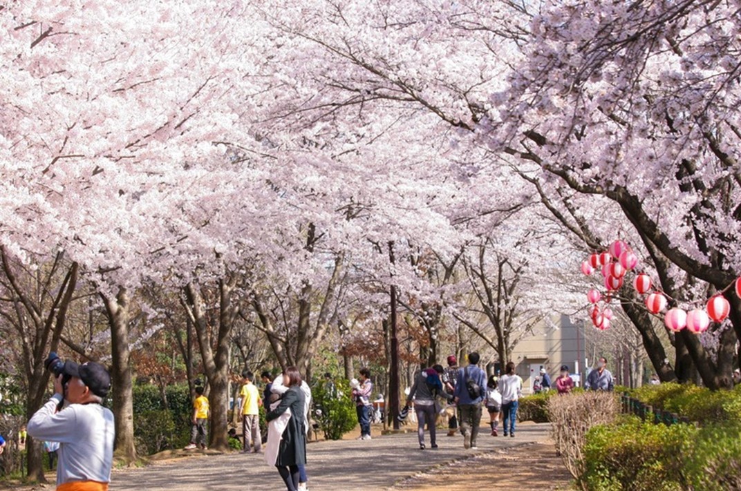 埼玉・鶴ヶ島市で「鶴ヶ島桜まつり」3/20日~ 夜にはライトアップも