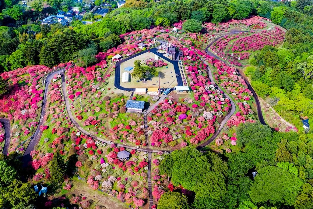 春は笠間へ行こう！「あたご山桜まつり」と「笠間つつじまつり」開催！