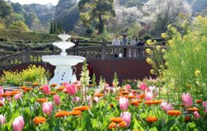 熱海でバラの季節イベント「アカオ ローズ フェスタ」開催！4/21日～