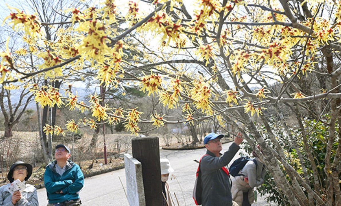 山形市「野草園」に春の訪れ、今シーズンのプレオープン！3/28日～