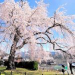 福井・小浜市の天然記念物「妙祐寺のしだれ桜」が見ごろ！ライトアップも
