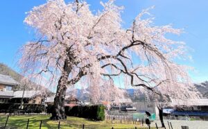 福井・小浜市の天然記念物「妙祐寺のしだれ桜」が見ごろ!ライトアップも