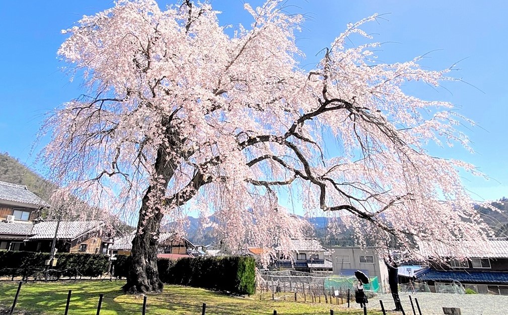 福井・小浜市の天然記念物「妙祐寺のしだれ桜」が見ごろ!ライトアップも