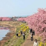茅ヶ崎・小出川沿いで「小出川桜まつり」開催中！ 河津桜と菜の花が見頃