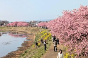 茅ヶ崎・小出川沿いで「小出川桜まつり」開催中！ 河津桜と菜の花が見頃