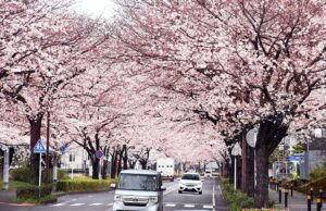 秦野市の桜スポット「はだの桜みち」6.2キロ、700本の桜のトンネル！