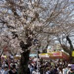 千葉・松戸市内各所で「桜まつり」開催！常盤平など4会場で　3/28日～