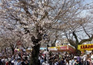 千葉・松戸市内各所で「桜まつり」開催！常盤平など4会場で　3/28日～