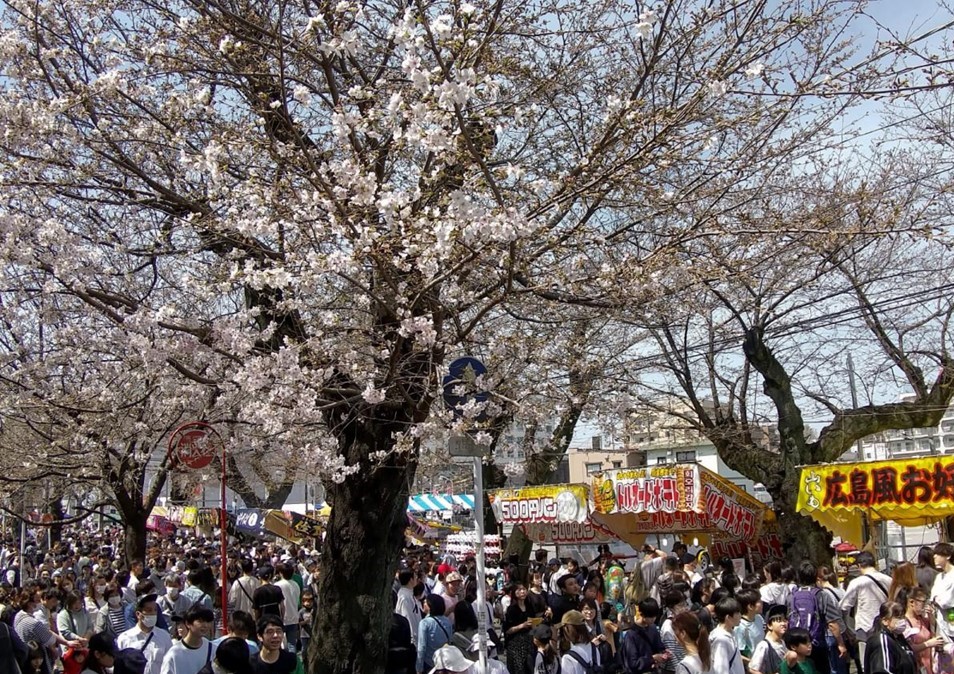 千葉・松戸市内各所で「桜まつり」開催！常盤平など4会場で　3/28日～