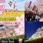 1000本桜が圧巻！埼玉・権現堂公園で「幸手桜まつり」3月27日～ 開催！