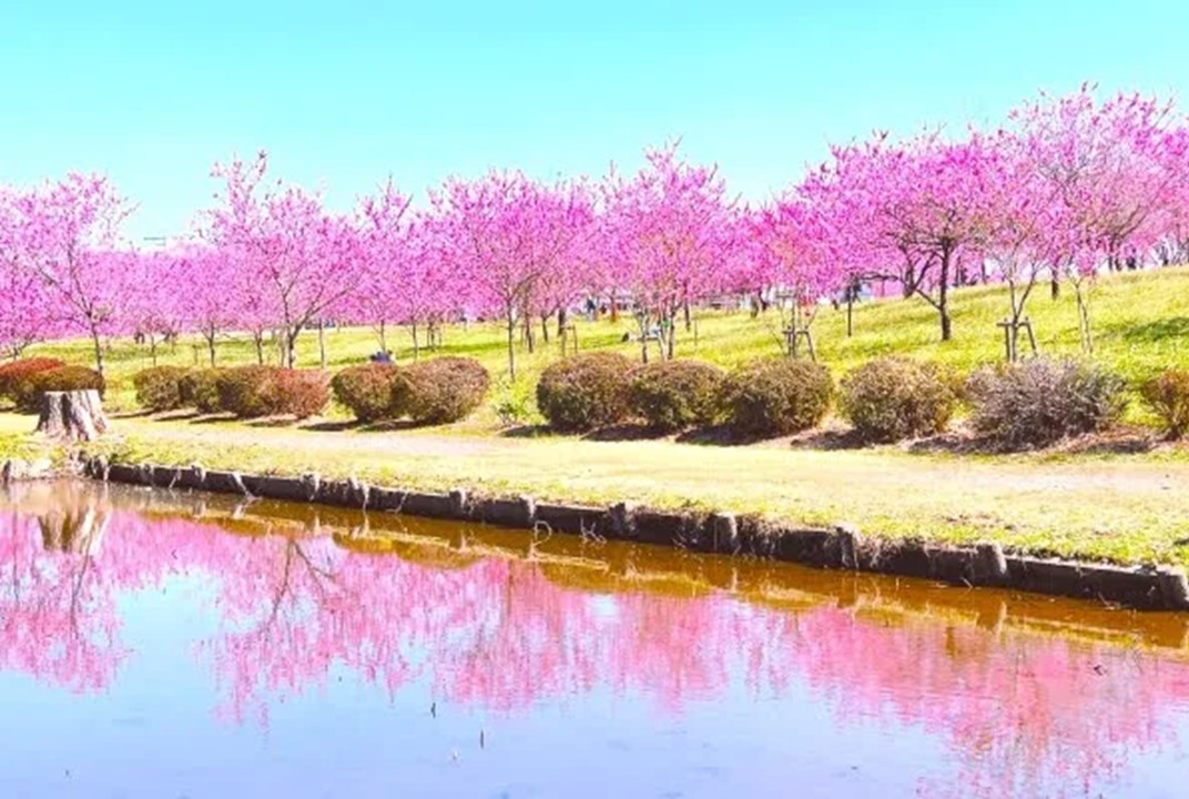 茨城・古河公方公園で「第50回 古河桃まつり」可愛いハナモモが満開!