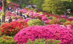 東京・文京区、根津神社で「第55回 文京つつじまつり」4/1日～ 開催！