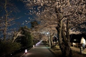 長岡京市で「春の観光まつり」開催！八条ヶ池の桜のライトアップも