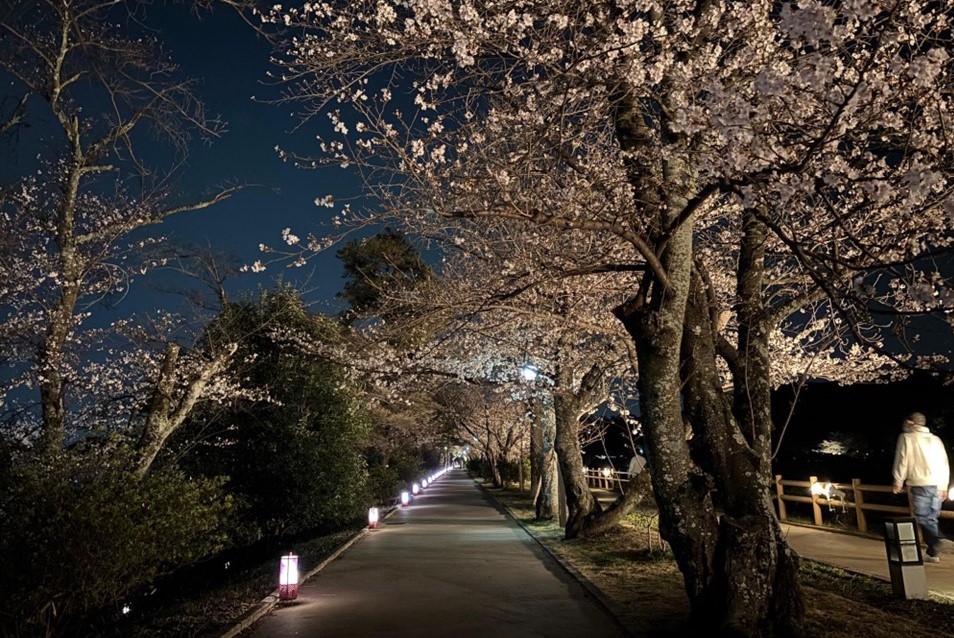 長岡京市で「春の観光まつり」開催！八条ヶ池の桜のライトアップも
