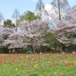 さいたま市「大宮花の丘農林公苑」で、桜並木が見ごろです！4/5日頃まで
