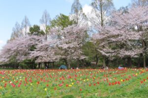 さいたま市「大宮花の丘農林公苑」で、桜並木が見ごろです!4/5日頃まで