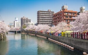 横浜市でも屈指の桜の名所「大岡川プロムナード」で桜が見ごろ！