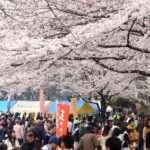 東京・府中市で「第55回 府中市民桜まつり」3/20～29日 開催！