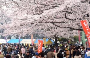 東京・府中市で「第55回 府中市民桜まつり」3/20~29日 開催!