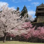 長野・信州上田で春の風物詩「上田城千本桜まつり」開催！4/4日～
