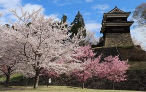 長野・信州上田で春の風物詩「上田城千本桜まつり」開催！4/4日～