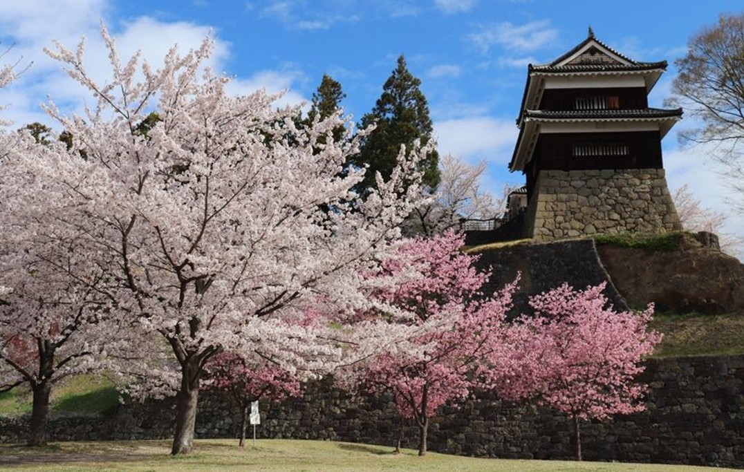 長野・信州上田で春の風物詩「上田城千本桜まつり」開催!4/4日~