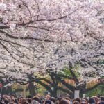 上野恩賜公園「うえの桜まつり」3月14日～開催！桜のライトアップも