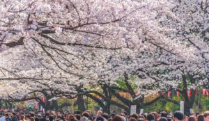 上野恩賜公園「うえの桜まつり」3月14日～開催！桜のライトアップも