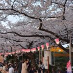隅田川・墨堤で桜が満開「墨堤さくらまつり」開催中！4/5日まで