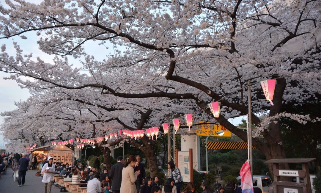 隅田川・墨堤で桜が満開「墨堤さくらまつり」開催中！4/5日まで