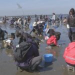 千葉・富津海岸で、東京湾で一番早く！潮干狩りオープン！3/7日～