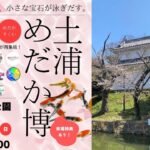 土浦市、亀城公園にめだか大集合「第2回 土浦めだか博」開催！4/5日