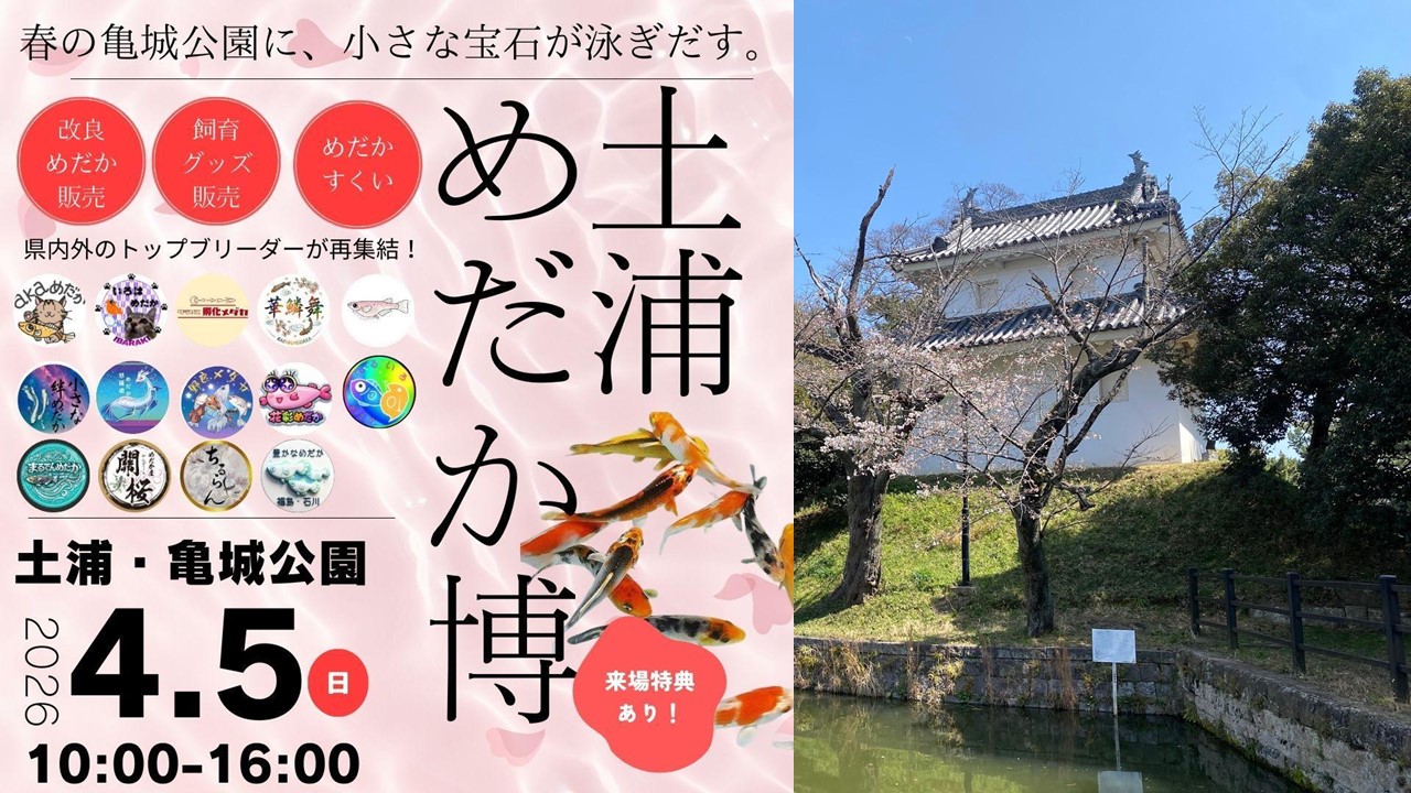 土浦市、亀城公園にめだか大集合「第2回 土浦めだか博」開催！4/5日