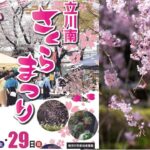 東京・立川市諏訪の森広場で「立川南さくらまつり」開催！3/28日～