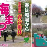 城陽市の春の風物詩、青谷梅林の「うめまつり」は3月15日まで！